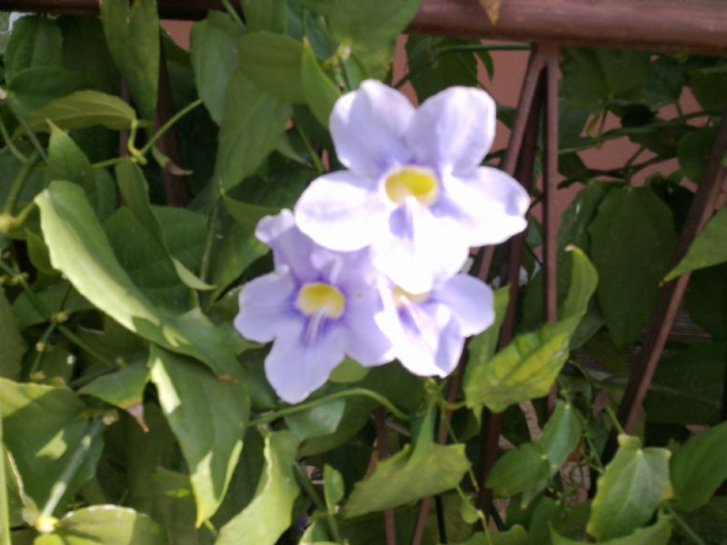 Thunbergia grandiflora